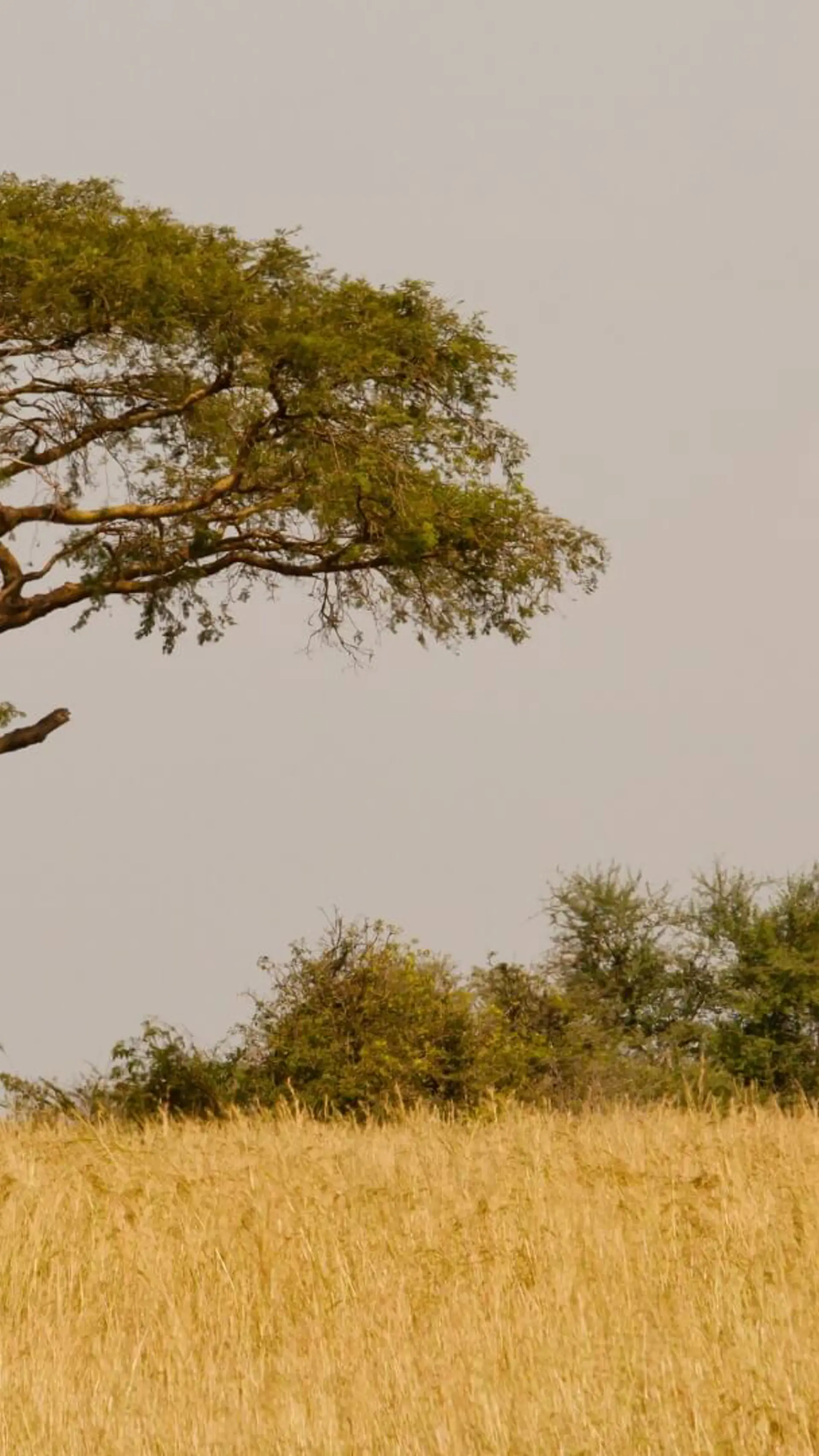 Africa