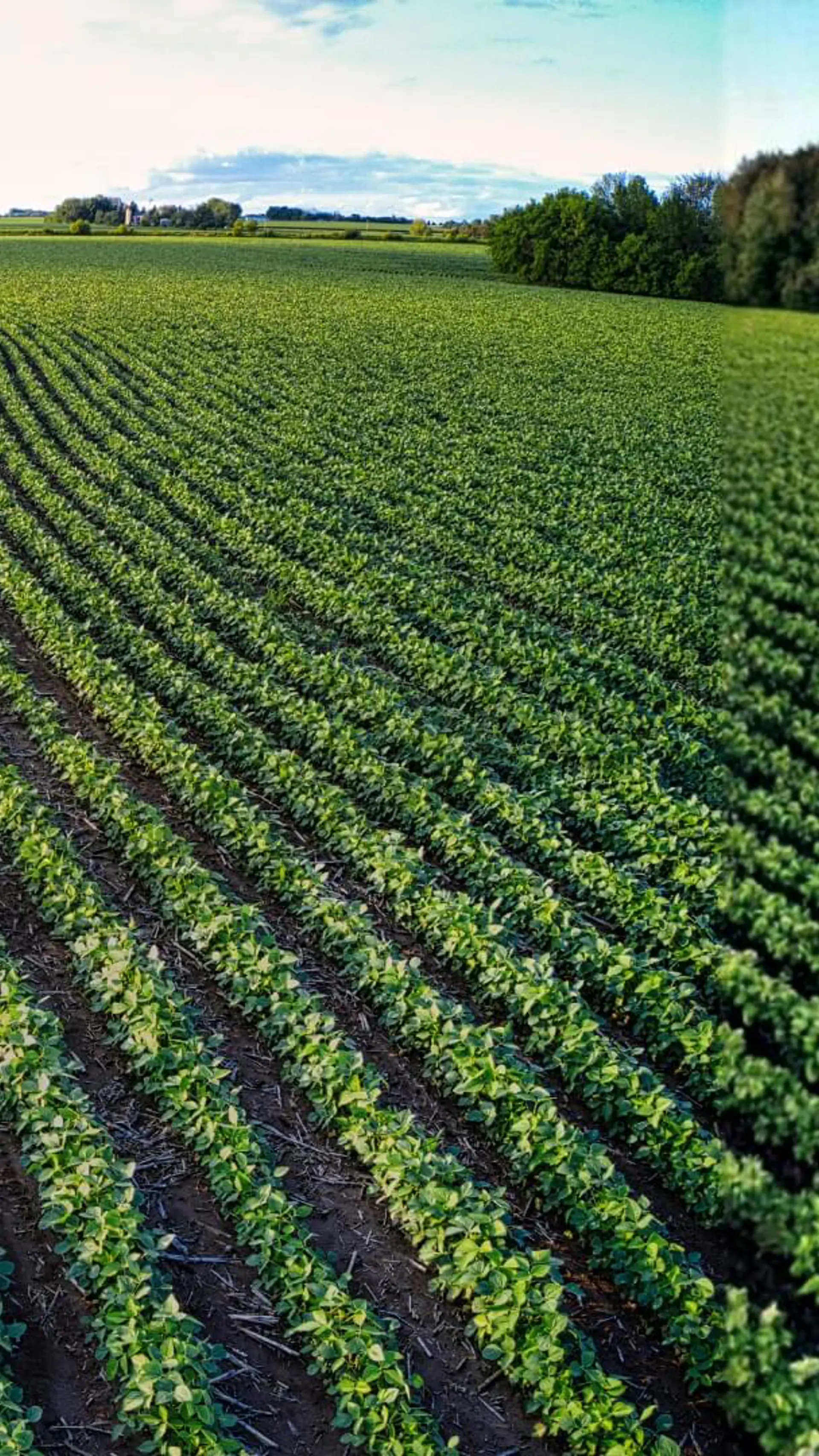 Agriculture