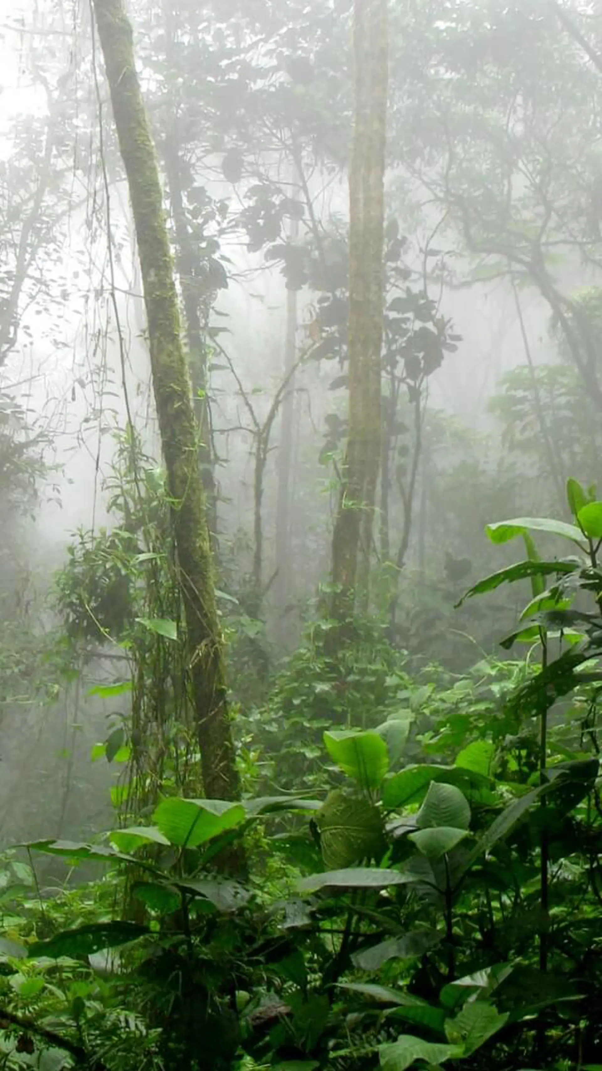 Jungle