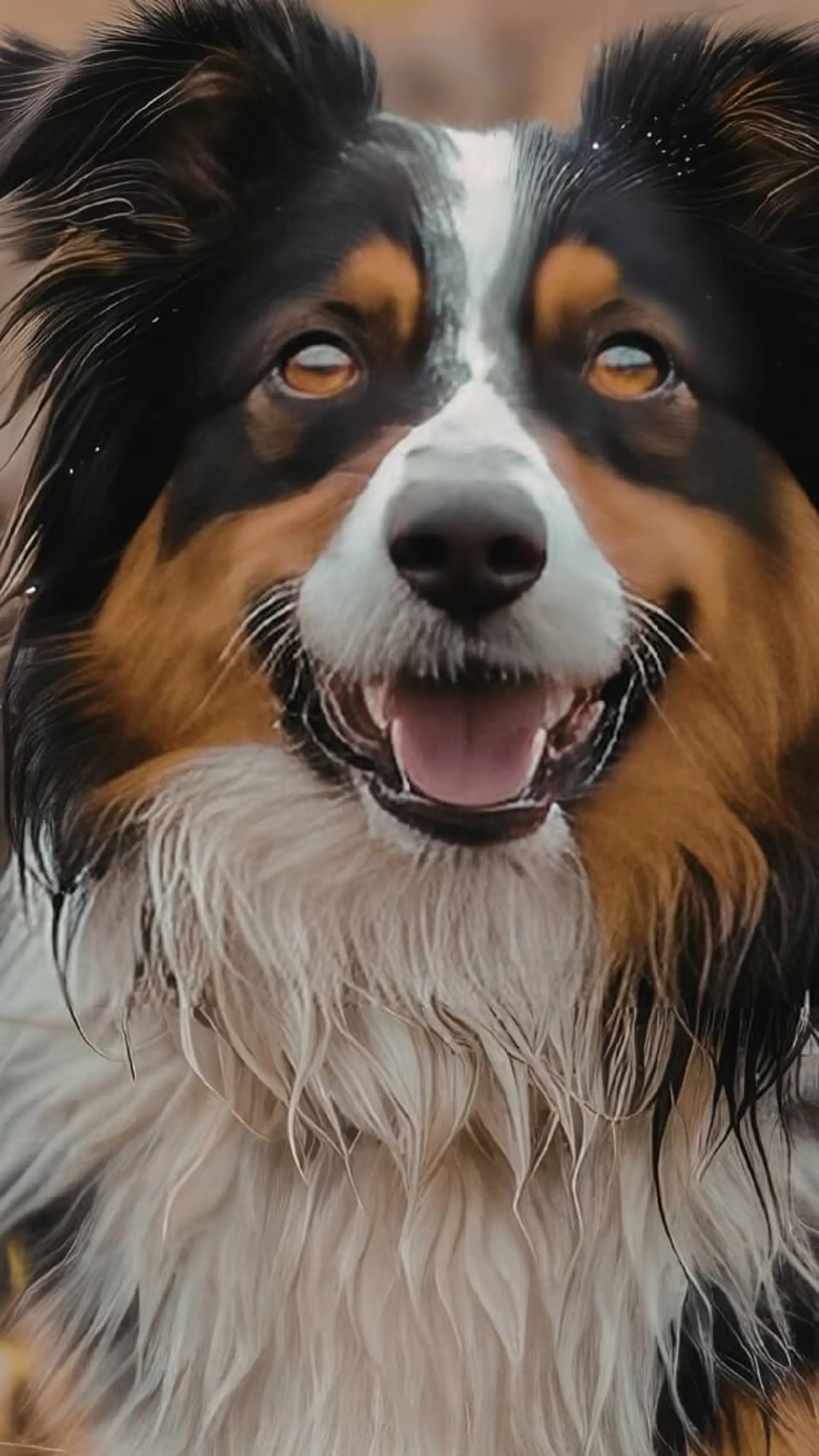 Animal Welfare