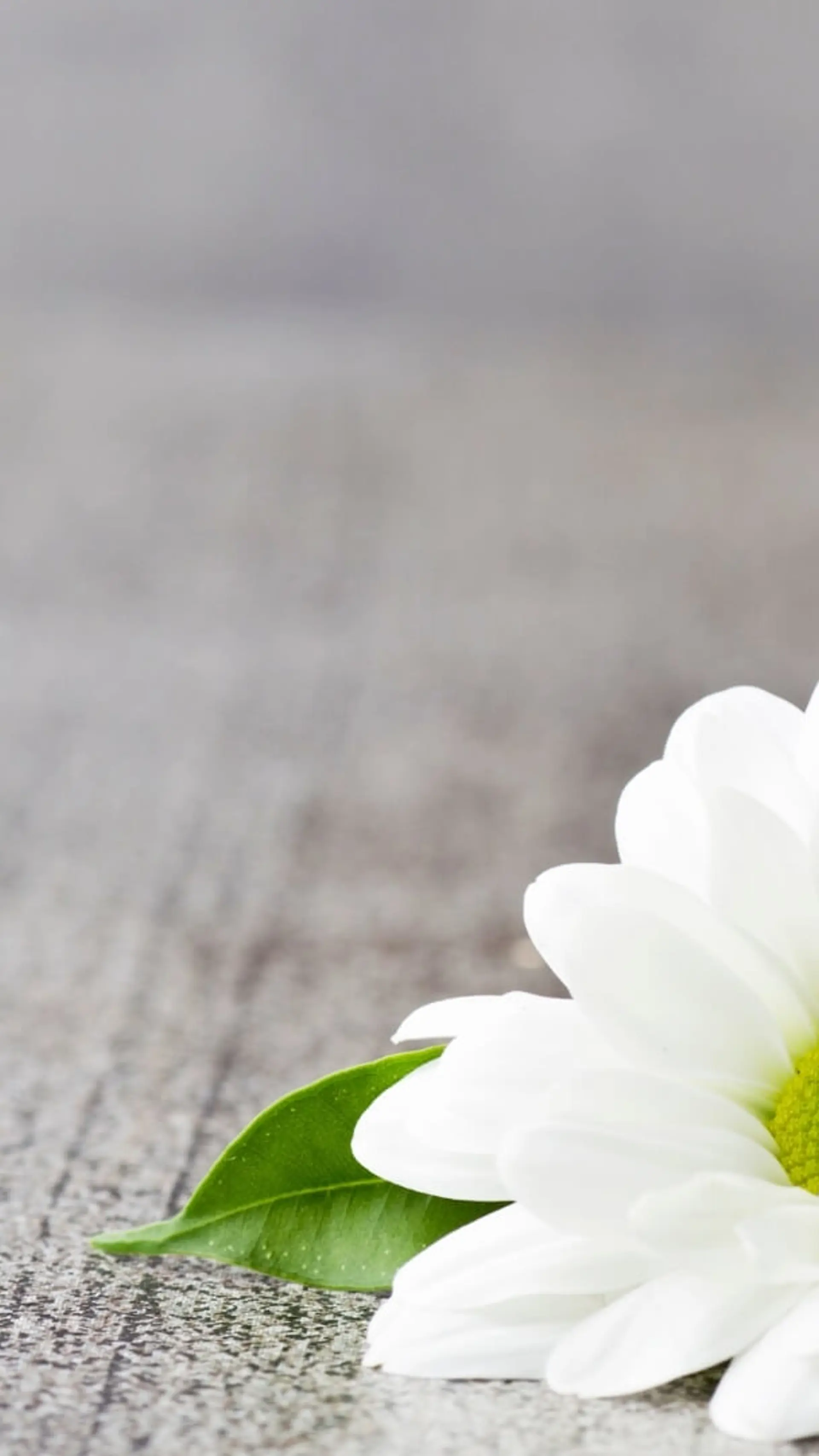Wellbeing